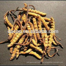 Cordyceps-Polysaccharid 30%,